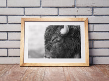 Load image into Gallery viewer, Bison in Grand Teton National Park | Black &amp; White Wildlife Print | Yellowstone
