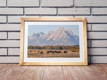 Load image into Gallery viewer, Bison Herd Wall Art – Buffalo Grand Teton | Yellowstone National Park Wildlife Nature Decor &amp; Gift Ideas
