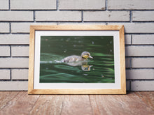 Load image into Gallery viewer, A Duckling on the River Dart | South Devon Duck Bird Nature Photography  - Home Decor Gifts Wall
