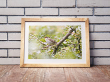 Load image into Gallery viewer, Reed Warbler Bird Prints | Wiltshire Kennet &amp; Avon Canal Nature Photography  - Home Decor Gifts Wall
