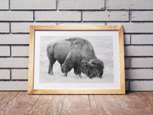 Load image into Gallery viewer, Bison Fine Art Print – Buffalo Black and White Animal Wall Art | Yellowstone National Park Wildlife Nature Decor &amp; Gift Ideas
