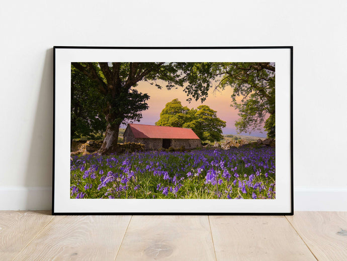 Dartmoor Print of Emsworthy Bluebells | Wildflower flora wall art - Home Decor Gifts - Sebastien Coell Photography