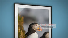 Load and play video in Gallery viewer, Puffin Print at Latrabjarg cliff, Icelandic art, Wildlife prints and Animal art Home Decor Gifts
