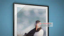 Load and play video in Gallery viewer, Puffin Prints | Animal Art and Iceland Prints for Sale - Home Decor Gifts
