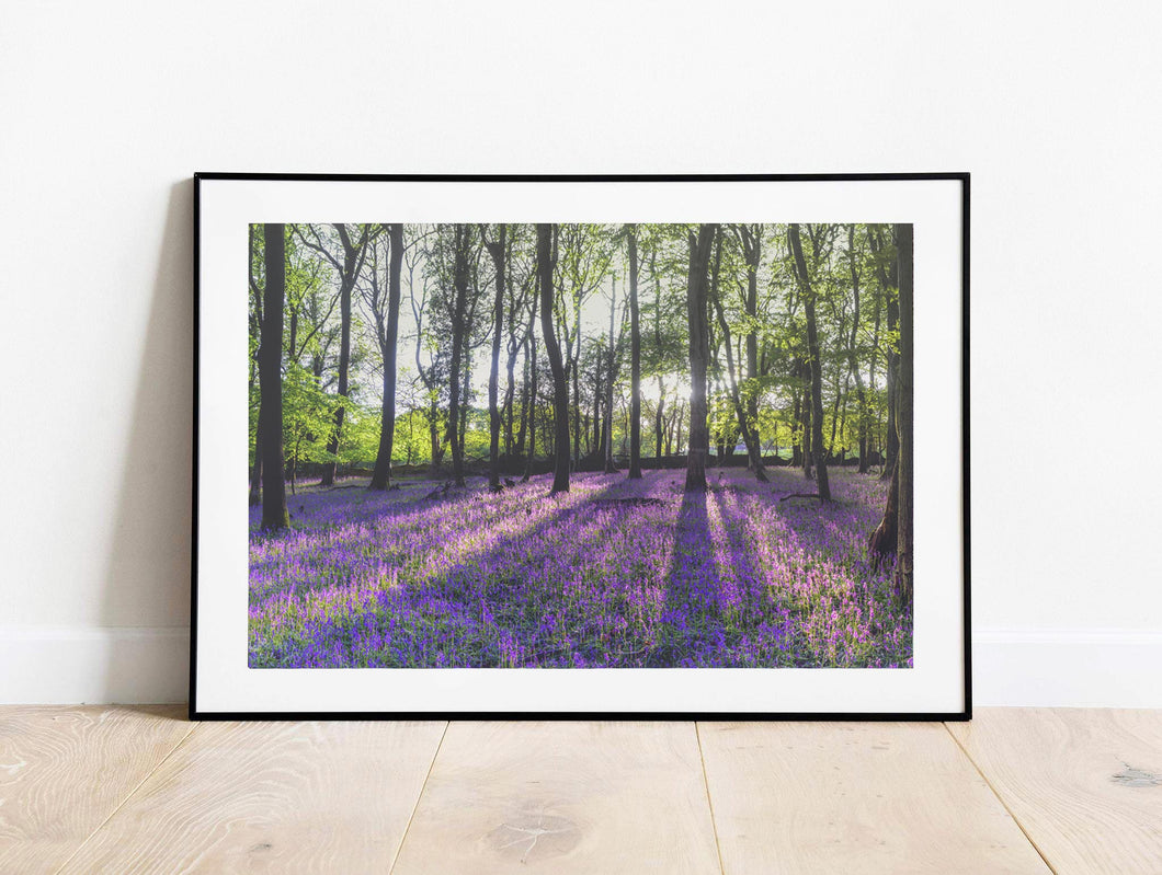 Woodland Photography | Bluebell Prints and Wild Flower Art - Home Decor Gifts