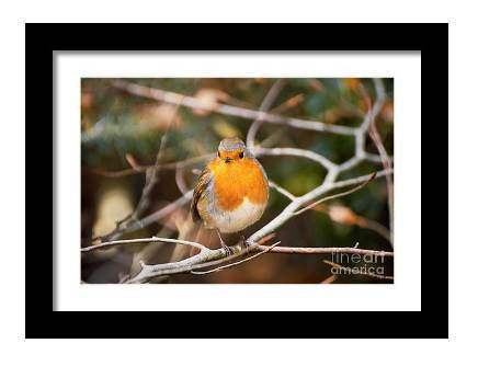 Robin Red Breast Print, Animal art for Sale - Home Decor Gifts - Sebastien Coell Photography