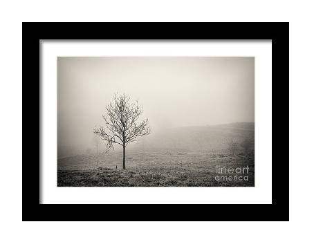 Fine art Print of a Silver Birch tree, Lake district Prints for Sale, Cumbria wall art and Home Decor Gifts - SCoellPhotography