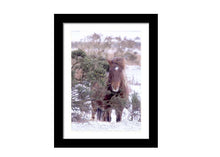 Load image into Gallery viewer, Equine art of a Dartmoor Pony | Animal art for Sale - Home Decor Gifts - Sebastien Coell Photography
