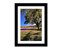 Load image into Gallery viewer, Dartmoor art of Emsworthy Common | Bluebell WildFlower art for Sale - Home Decor - Sebastien Coell Photography
