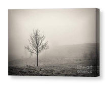 Load image into Gallery viewer, Fine art Print of a Silver Birch tree, Lake district Prints for Sale, Cumbria wall art and Home Decor Gifts - SCoellPhotography
