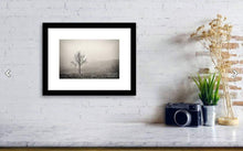 Load image into Gallery viewer, Fine art Print of a Silver Birch tree, Lake district Prints for Sale, Cumbria wall art and Home Decor Gifts - SCoellPhotography
