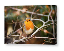 Load image into Gallery viewer, Robin Red Breast Print, Animal art for Sale - Home Decor Gifts - Sebastien Coell Photography
