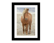 Load image into Gallery viewer, Icelandic Horse Art | Animal art for Sale and Wildlife prints - Home Decor Gifts - Sebastien Coell Photography
