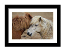 Load image into Gallery viewer, Equine art of an Icelandic Horse | Wildlife Prints for Sale - Home Decor Gifts - Sebastien Coell Photography

