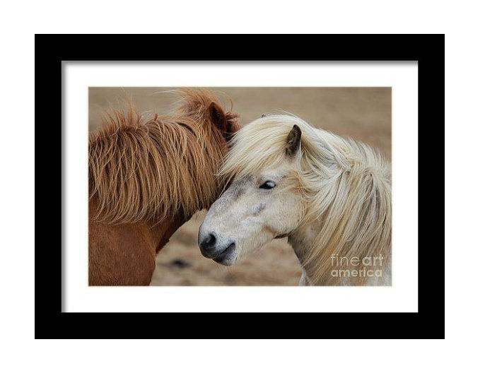 Equine art of an Icelandic Horse | Wildlife Prints for Sale - Home Decor Gifts - Sebastien Coell Photography