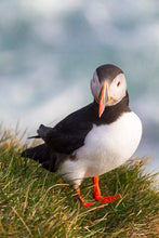 Load image into Gallery viewer, Puffin Prints | Animal Art and Iceland Prints for Sale - Home Decor Gifts - Sebastien Coell Photography
