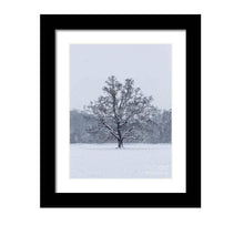 Load image into Gallery viewer, Woodland Print of a Snowy Tree at Bakers Park, Newton Abbot Photography, Bakers Park Pictures for Sale and Home Decor Gift - SCoellPhotography
