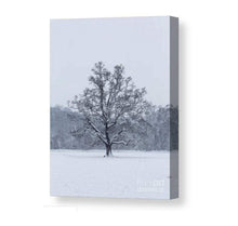 Load image into Gallery viewer, Woodland Print of a Snowy Tree at Bakers Park, Newton Abbot Photography, Bakers Park Pictures for Sale and Home Decor Gift - SCoellPhotography

