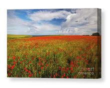 Load image into Gallery viewer, Wildflower Prints of Poly Joke, Poppy Field Photography for Sale, Cornwall Landscape Prints Home Decor Gifts - SCoellPhotography
