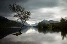 Load image into Gallery viewer, Snowdonia wall art of The Lone Tree Llanberis, Llyn Padarn Mountain Photography for Sale Home Decor Gifts - SCoellPhotography
