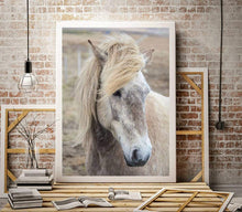 Load image into Gallery viewer, Icelandic Horse Art | Equine art for Sale and Wildlife Print Home Decor Gifts - Sebastien Coell Photography

