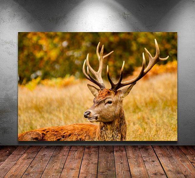 Stag Print at Richmond Park, London Wildlife Pictures, Red Deer Photography and Home Decor Gifts - SCoellPhotography