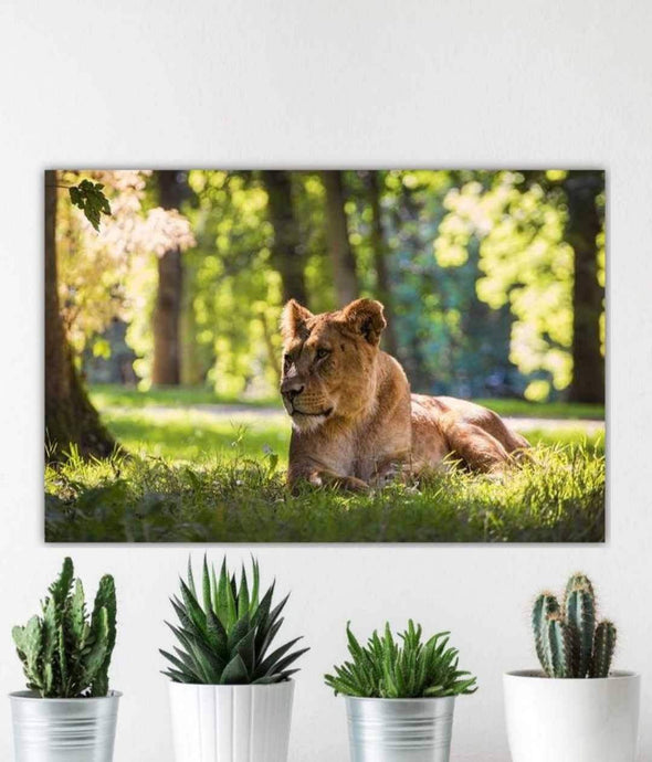 Wildlife Prints of a Lioness Resting in the Sun, Animal art for Sale, Lion Photography Home Decor Gifts - SCoellPhotography