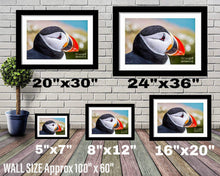 Load image into Gallery viewer, Puffin Prints | Animal Art and Iceland Prints for Sale - Home Decor Gifts - Sebastien Coell Photography

