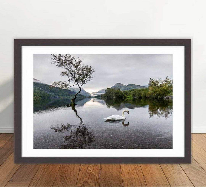 Llanberis Lone Tree Prints | Snowdonian art, Llyn Padarn Mountain Photography - Home Decor - Sebastien Coell Photography