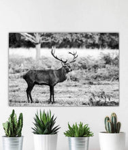 Load image into Gallery viewer, Stag Print at Richmond Park London, Deer pictures for Sale, Red Deer Photography Home Decor Gifts - SCoellPhotography
