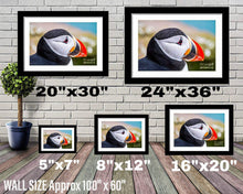 Load image into Gallery viewer, Wildlife Prints of Icelands Puffins, Animal Art for Sale, Icelandic Prints and Home Decor Gifts - SCoellPhotography
