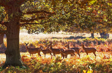 Load image into Gallery viewer, Deer Print | Richmond Park Photography, Wildlife Wall Art, Red Deer Photography - Sebastien Coell Photography
