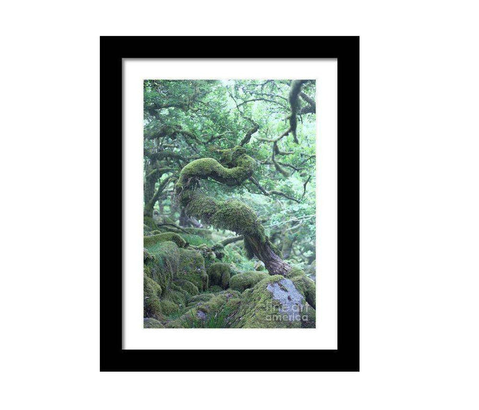 Dartmoor Prints of Wistmans Wood | Twisted Oak Tree wall art - Home Decor Gifts - Sebastien Coell Photography