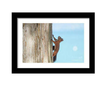 Load image into Gallery viewer, Print / Canvas a red Squirrel at Lake Garda wall art, Italy Wildlife Photography nature framed photo boyfriend gifts girlfriend Christmas
