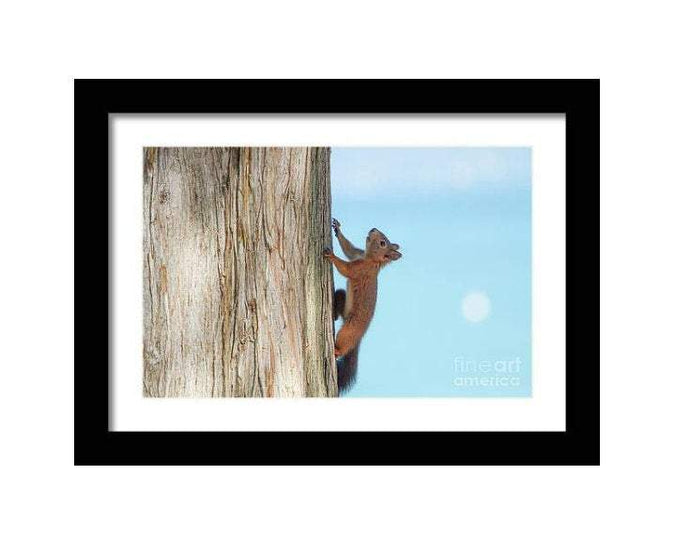 Print / Canvas a red Squirrel at Lake Garda wall art, Italy Wildlife Photography nature framed photo boyfriend gifts girlfriend Christmas