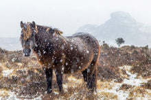 Load image into Gallery viewer, Dartmoor Pony Print | Haytor Rocks in the Snow, Equine wall art - Home Decor Gifts - Sebastien Coell Photography
