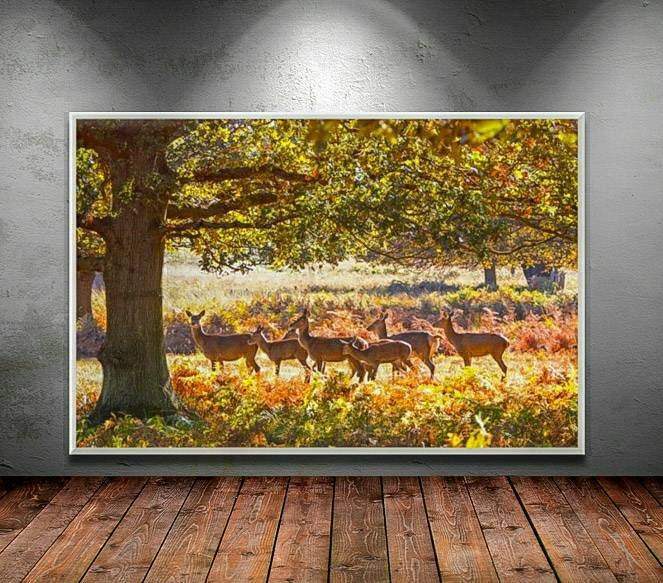Deer Print | Richmond Park Photography, Wildlife Wall Art, Red Deer Photography - Sebastien Coell Photography