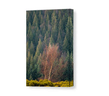 Load image into Gallery viewer, Autumn Tree Prints | Dartmoor Landscape Photography and Tree Art - Home Decor Gifts - Sebastien Coell Photography
