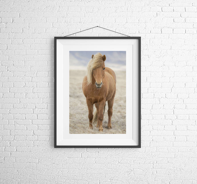 Icelandic Horse Art | Animal art for Sale and Wildlife prints - Home Decor Gifts - Sebastien Coell Photography