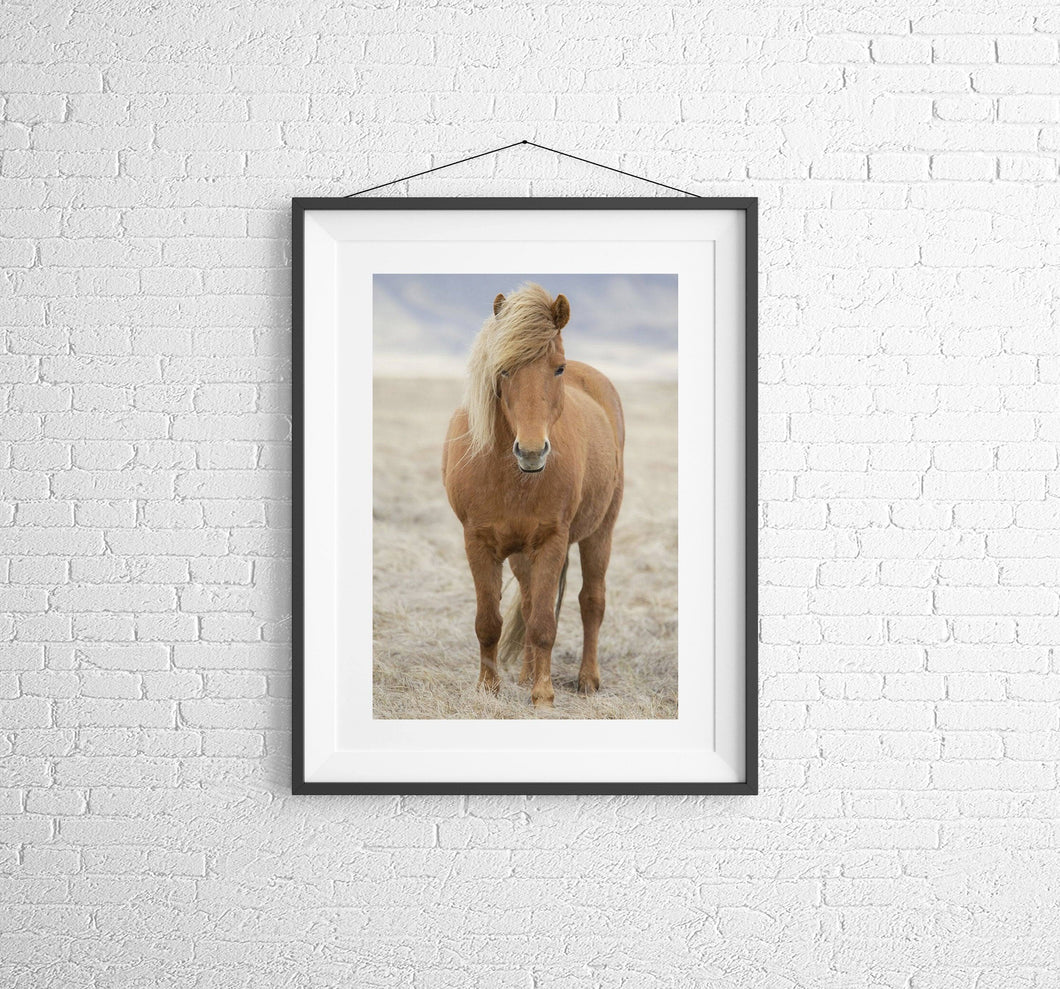 Icelandic Horse Art | Animal art for Sale and Wildlife prints - Home Decor Gifts - Sebastien Coell Photography