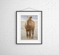 Icelandic Horse Art | Animal art for Sale and Wildlife prints - Home Decor Gifts - Sebastien Coell Photography