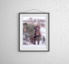 Load image into Gallery viewer, Equine art of a Dartmoor Pony | Animal art for Sale - Home Decor Gifts - Sebastien Coell Photography
