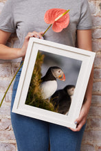 Load image into Gallery viewer, Puffin Print at Latrabjarg cliff, Icelandic art, Wildlife prints and Animal art Home Decor Gifts - Sebastien Coell Photography
