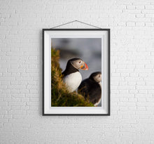 Load image into Gallery viewer, Puffin Print at Latrabjarg cliff, Icelandic art, Wildlife prints and Animal art Home Decor Gifts - Sebastien Coell Photography
