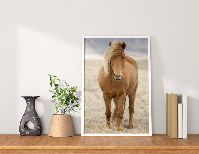 Icelandic Horse Art | Animal art for Sale and Wildlife prints - Home Decor Gifts - Sebastien Coell Photography