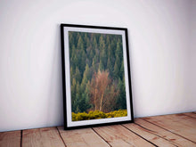 Load image into Gallery viewer, Autumn Tree Prints | Dartmoor Landscape Photography and Tree Art - Home Decor Gifts - Sebastien Coell Photography
