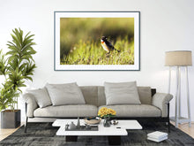 Load image into Gallery viewer, Scottish Wildlife Prints, a Stonechat sits on Scotlands Highlands art, Animal Photography Home Decor Gifts Bird Wall Art - SCoellPhotography
