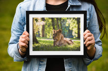 Load image into Gallery viewer, Wildlife Prints of a Lioness Resting in the Sun, Animal art for Sale, Lion Photography Home Decor Gifts - SCoellPhotography

