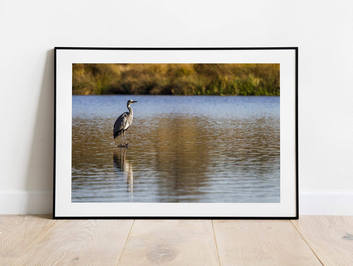 Wildlife Print of a Heron at London Richmond park, Animal Art and Bird Photography Home Decor Gifts - SCoellPhotography