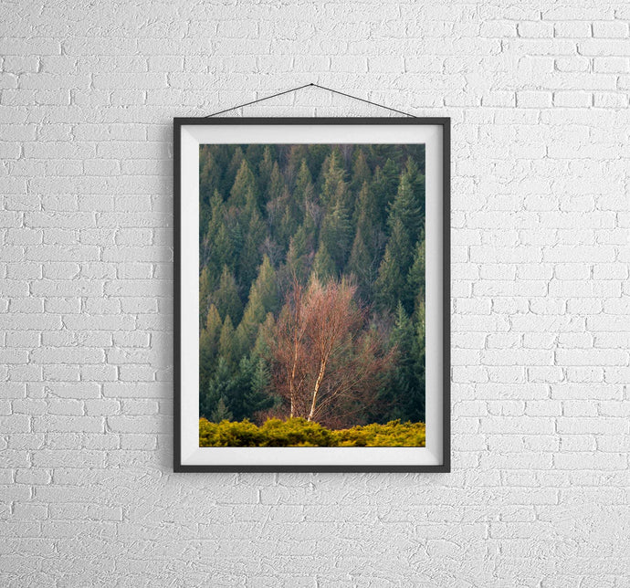 Autumn Tree Prints | Dartmoor Landscape Photography and Tree Art - Home Decor Gifts - Sebastien Coell Photography